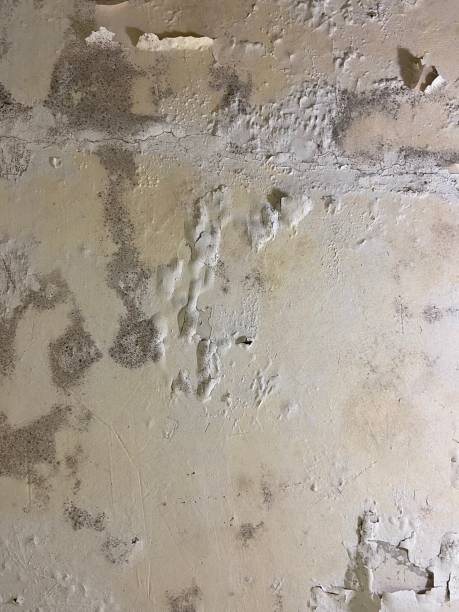 Best Commercial Mold Removal  in Sandersville, GA