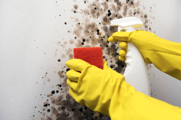 Best Mold Removal Specialists  in Sandersville, GA