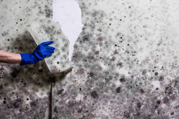  Sandersville, GA Mold Removal Pros